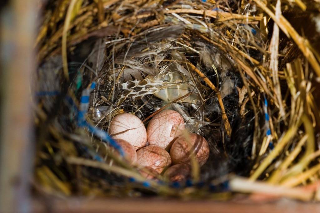 House Wren Nest w/Eggs by theentiremikey is licensed under CC BY-NC-ND 2.0.